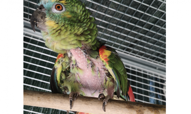 Perché il mio pappagallo si strappa la piume?